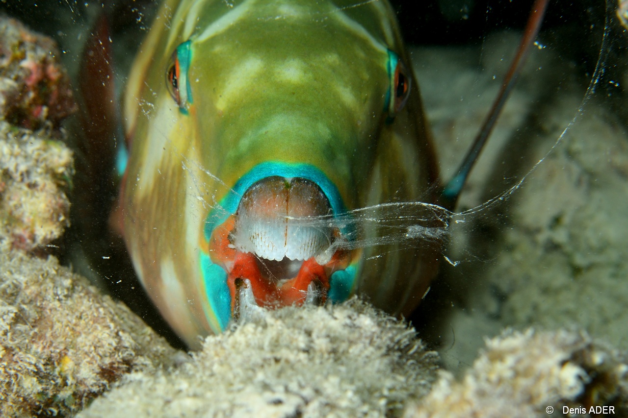Scarus ghobban-Praslin Anse petite cour-4m-20190611nuit-Denis-ADER-DSC_9291_tn.jpg